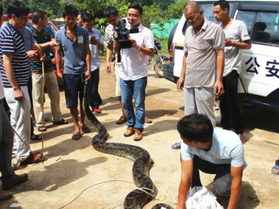 广东市区人行道惊现2米巨蟒，市民惊呼不已！