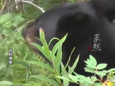 女子上山采摘被黑熊扑咬