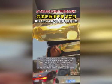 东方树叶新潮流：年轻人养茶菌宠物风潮兴起