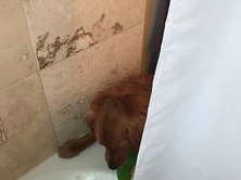 小狗守护玩具：揭秘宠物对玩具的“情感”依赖